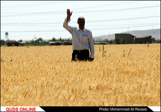 ۹۵ درصد گندم تولیدی خوزستان ظرف ۳۵ روز خریداری می شود