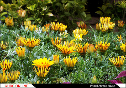 گزارش تصویری اولین نمایشگاه بین المللی گل و گیاه رامسر
