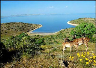 خشکی دریاچه ارومیه جمعیت گوزن زرد ایرانی را کاهش داد