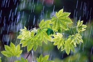 بارش باران در مازندران ۲۱ درصدی کاهش یافت