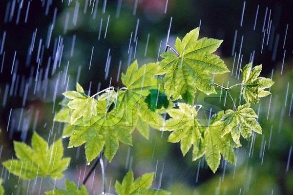 کشاورزان زنجانی مراقب بارش تابستانی باشند 