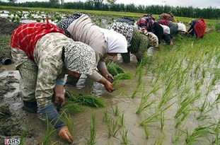 نشای برنج در شالیزارهای گیلان آغاز شد