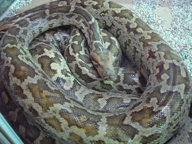 کشف 13 مار پیتون و یک تمساح قاچاق در تهران