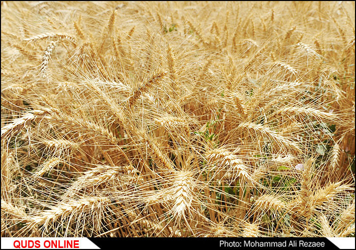 ۸۱ هزار تن گندم تضمینی معمولی و دروم از کشاورزان شهرستان شوشتر خریداری شد