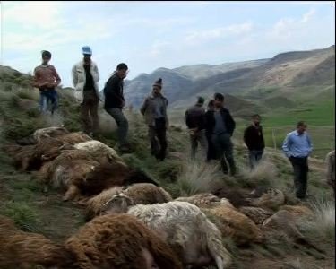 ۸۵ گوسفند بر اثر رعد و برق در چهارمحال و بختیاری تلف شدند