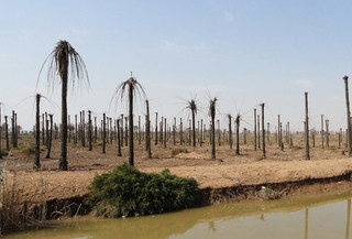 زنگ خطر خشکسالی در حوزه مارون و جراحی/ وضعیت بیکاری خوزستان نگران‌کننده است