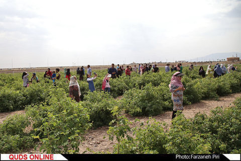 برداشت گل محمدی در قمصر کاشان