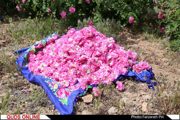 برداشت گل محمدی در قمصر کاشان