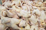 افزایش قیمت مرغ بدلیل نابسامانی بازار جوجه
