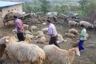 چرای نامناسب باعث تلف شدن ۳۰ راس گوسفند شد