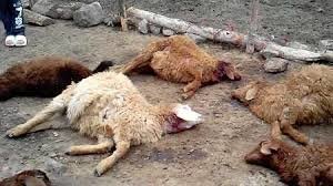 ۳۰ راس گوسفند در حمله گرگ های گرسنه در بهاباد تلف شدند