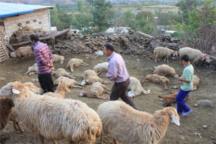 ۴۰۰ راس دام سبک بر اثر زلزله در خراسان شمالی تلف شد