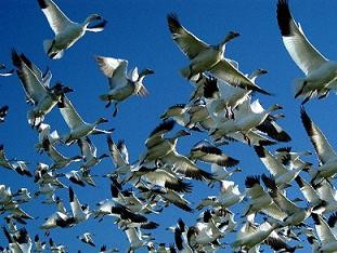 ۱۹۲ گونه از پرندگان در خطر انقراض بسر می برند