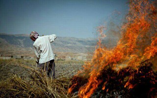 آتش زدن مزارع پس از برداشت اثرات سوء زیست محیطی دارد