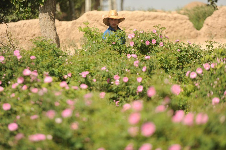 «فرخد» مهد گل محمدی در بوته فراموشی