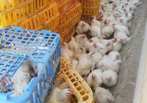 بیش از ۱ تن مرغ زنده در لردگان معدوم شد