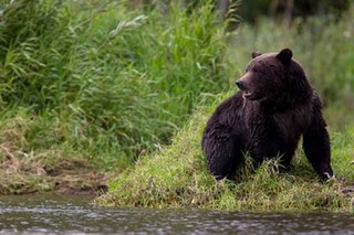 تصاویر خرس در خرم‌آباد ثبت شد