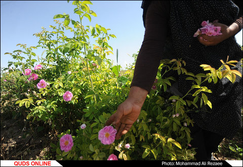 برداشت گل محمدی در فرخد مشهد/گزارش تصویری