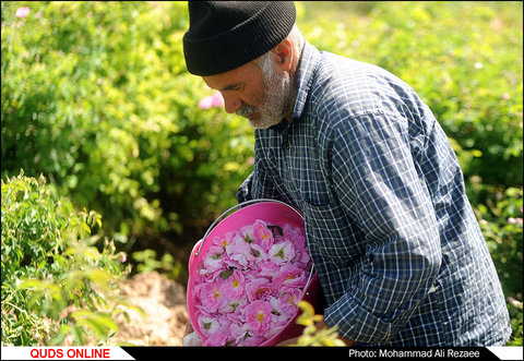 برداشت گل محمدی در فرخد مشهد/گزارش تصویری