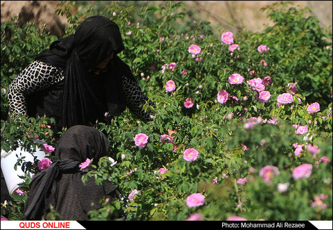 برداشت گل محمدی در فرخد مشهد/گزارش تصویری