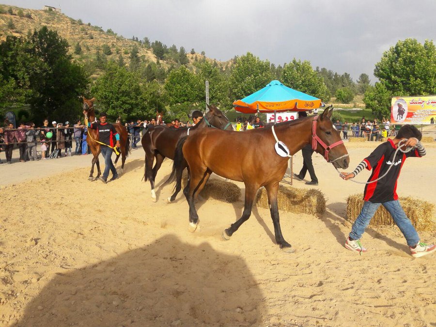 جشنواره ملی اسب اصیل ترکمن در خراسان شمالی برگزار می شود
