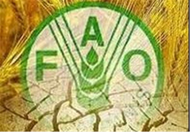تولید گندم ایران در سال زراعی جاری ۱۱.۱ درصد افت می کند 
