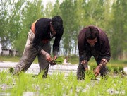کاشت برنج در قطب تولید آن امکان پذیر نیست؛ اقتصاد روستائیان شکننده است