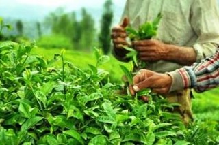 ۷۵ درصد نیاز کشور به چای از طریق واردات یا قاچاق تامین می شود / قیمت چای در ماه رمضان نباید افزایش یابد