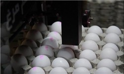 تولید کم، علت گرانی تخم مرغ در ارومیه است
