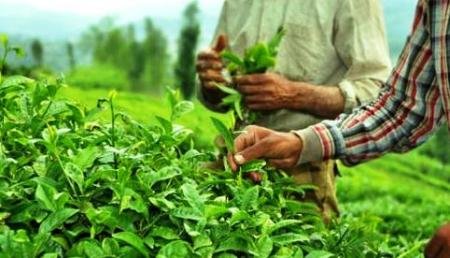 خوش‌بینی صادرکنندگان چای هند به بازار بزرگ ایران