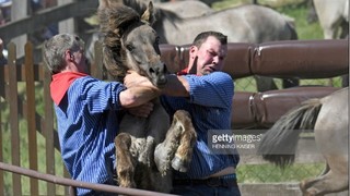 تصاویر/ جشنواره سالانه اسب‌های وحشی در آلمان