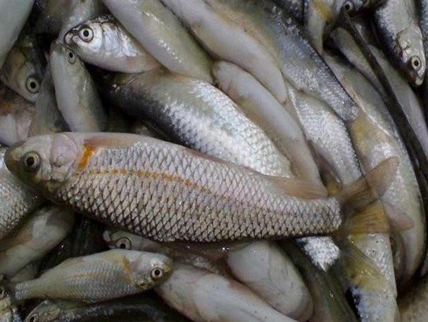 یک تن و ۵۰۰ کیلوگرم ماهی قزل آلا در شهرستان اردل معدوم سازی شد