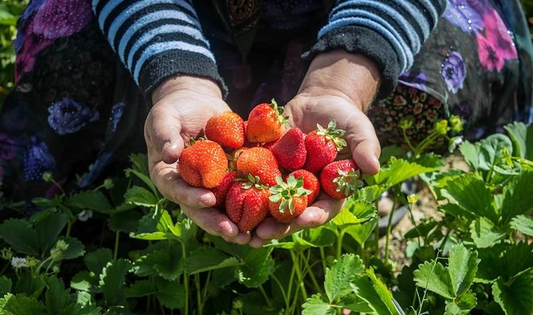 جشنواره توت‌فرنگی فرصتی برای فروش محصول باغداران/ رودبار رتبه نخست تولید توت فرنگی گیلان را دارد