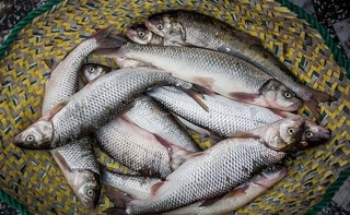 تولید سالانه حدود ۲۵۰ تن ماهی قزل آلا در درگز