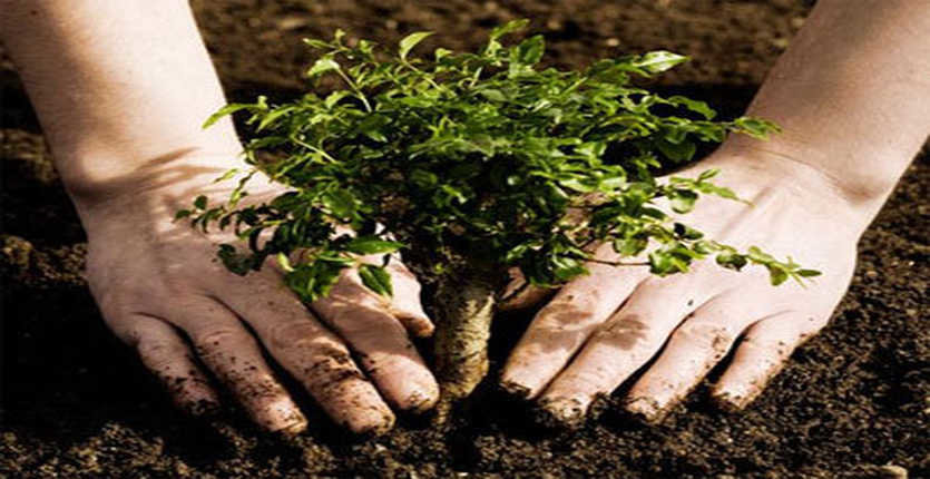 کاشت درخت ، درمان انتشار دی‌اکسید کربن نیست!
