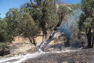 افزایش آمار آتش‌سوزی علفزارها و باغات در قزوین نگران‌کننده است