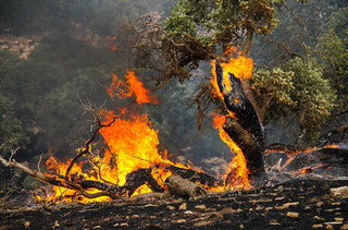 خطای انسانی عامل اصلی آتش سوزی در جنگل های ایلام/ گونه های مرغوب گیاهی  در معرض نابودی است