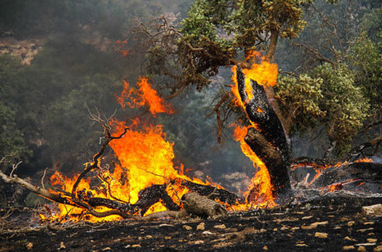 خطای انسانی عامل اصلی آتش سوزی در جنگل های ایلام/ گونه های مرغوب گیاهی  در معرض نابودی است