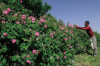 بیش از۳۰۰تن گل محمدی از مزارع چهارمحال و بختیاری برداشت شد