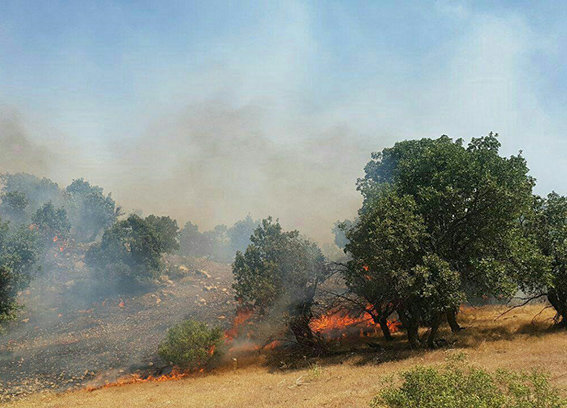 آتش سوزی جنگل های شهرستان ایوان مهار شد
