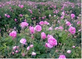 بیش از ۱۱۵ تن گل محمدی از باغات استان یزد برداشت می شود 