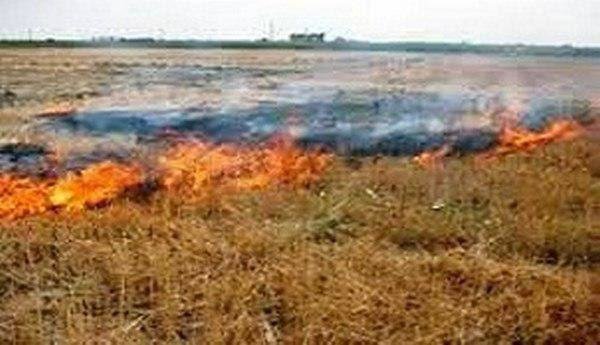 ۲ هکتار از مزارع کشاورزی تل اشکفتکی در آتش سوخت