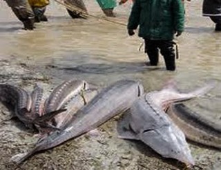 رهاسازی ماهیان قاچاق در دریای مازندران