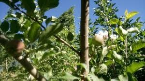 شکوفه دادن در خت سیب در خارج از فصل همزمان با میوه دهی در جغتای