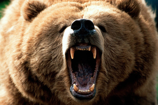 خرس به زن ۵۵ ساله عشایر در حال چرای دام حمله کرد