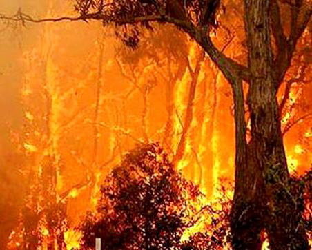 جنگل های بام ملایر در آتش سوخت