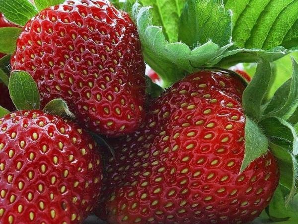 ۲۰۰ تن توت فرنگی در گلخانه های چهارمحال وبختیاری تولید می شود