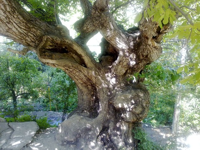 درختان گردوی امامزاده ‌قیس ثبت‌ملی می‌شود