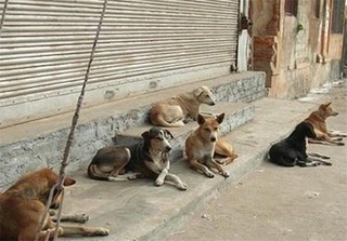 گلایه مردم محمدشهر از افزایش سگ‌های ولگرد