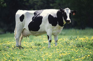 سومین محموله گاو شیری از قزوین به افغانستان صادر شد